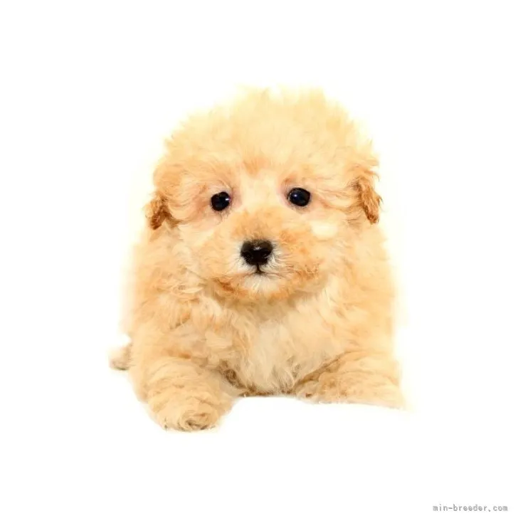 allege 様のお迎えした子犬