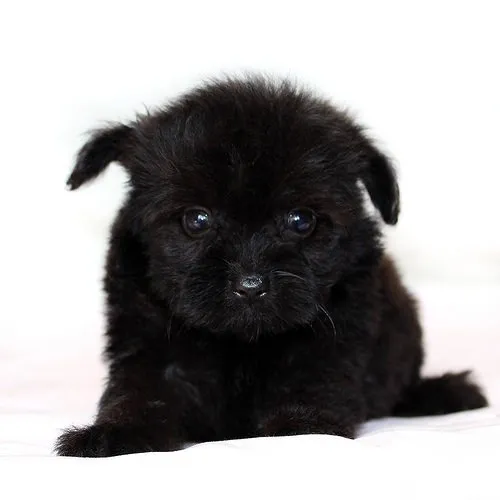 ID:1409-01384の子犬