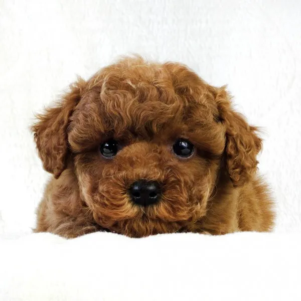 ID：1402-01155の子犬