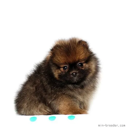 ブン太 様のお迎えした子犬