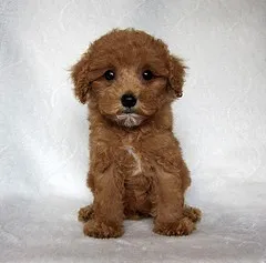 ID:1209-00309の子犬