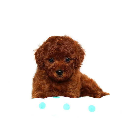 ID:1607-00609の子犬