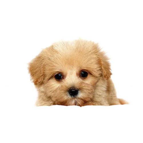 よしくん 様のお迎えした子犬