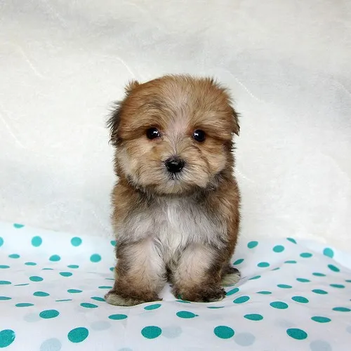 ID：1310-00044の子犬