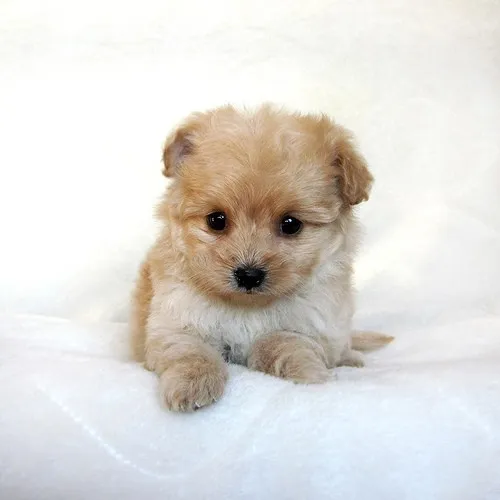ID:1311-00543の子犬
