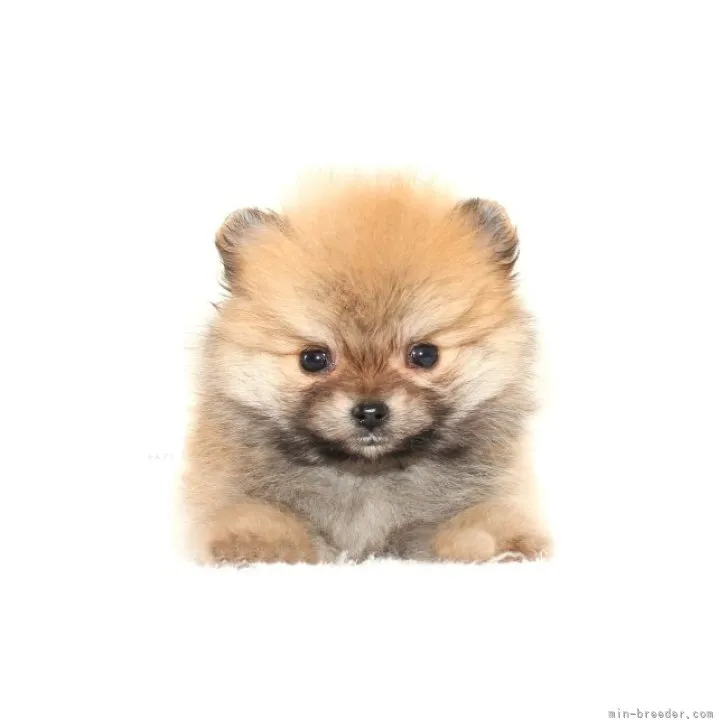 ID：2310-05032の子犬