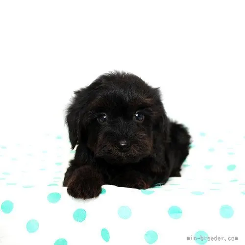 ID:1510-01266の子犬