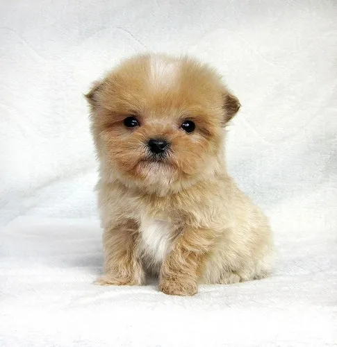 ID:1312-00849の子犬