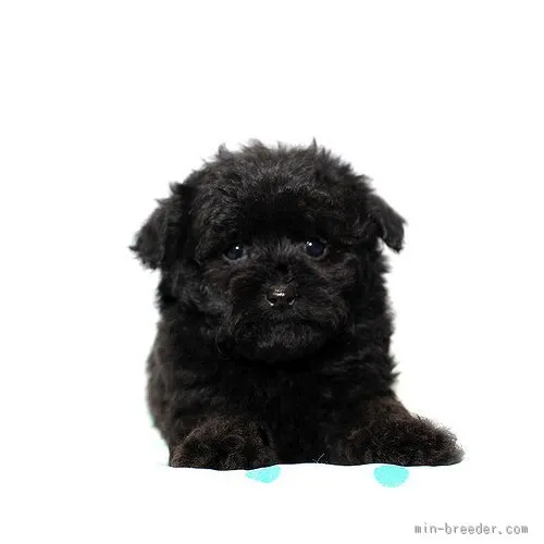 みーちゃんパパ 様のお迎えした子犬