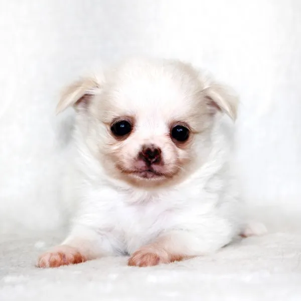 ID:1405-01084の子犬