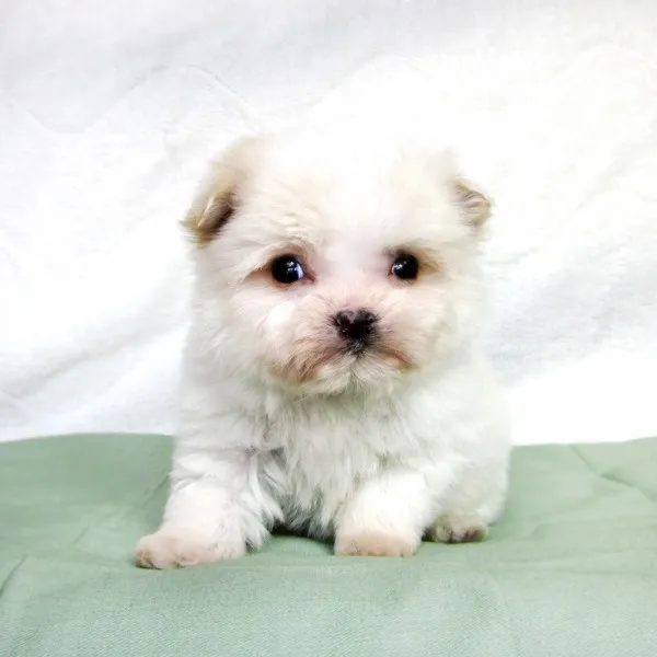 ID:1312-00847の子犬