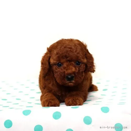 ID：1507-01455の子犬