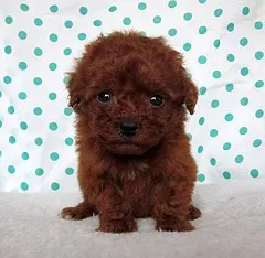 ID:1203-00065の子犬