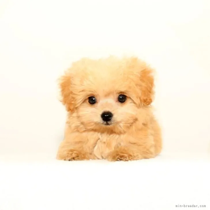 R.U 様のお迎えした子犬