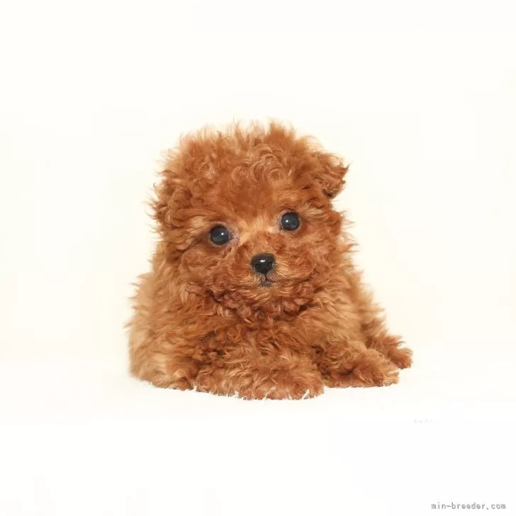 ID：2312-04546の子犬
