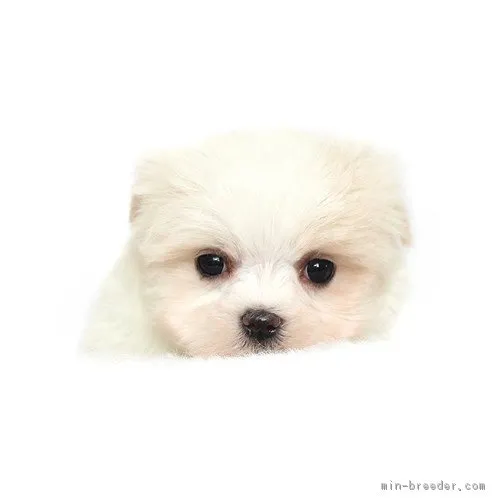 ID：1703-02274の子犬