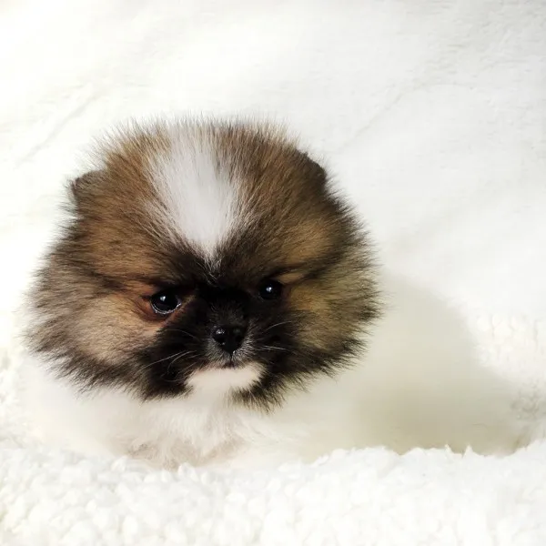 小町 様のお迎えした子犬