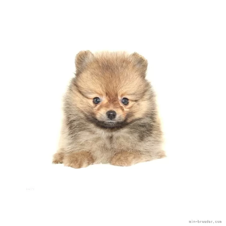 ID:2406-05273の子犬