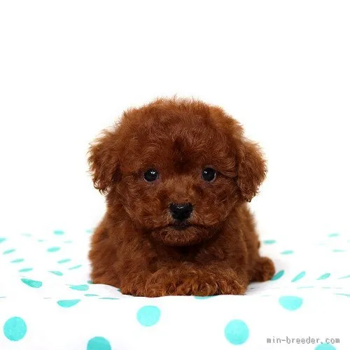 ID：1507-01045の子犬