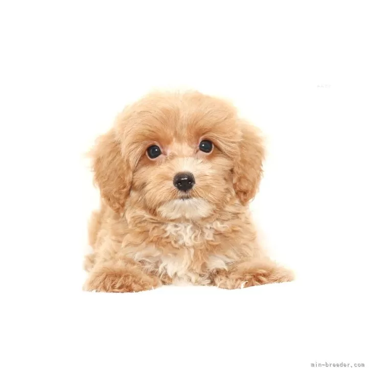 ID:2409-00835の子犬