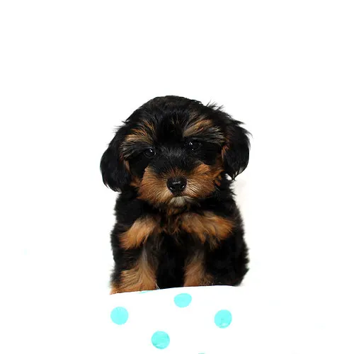 ID：1607-01411の子犬