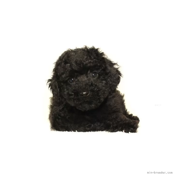 ID:2405-07625の子犬