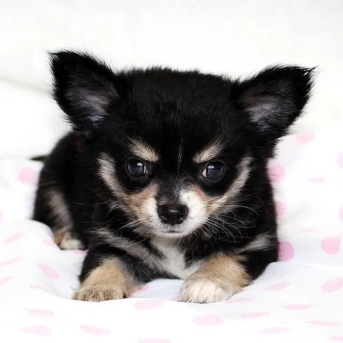 ID:1408-01469の子犬