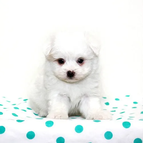 ID:1505-00861の子犬