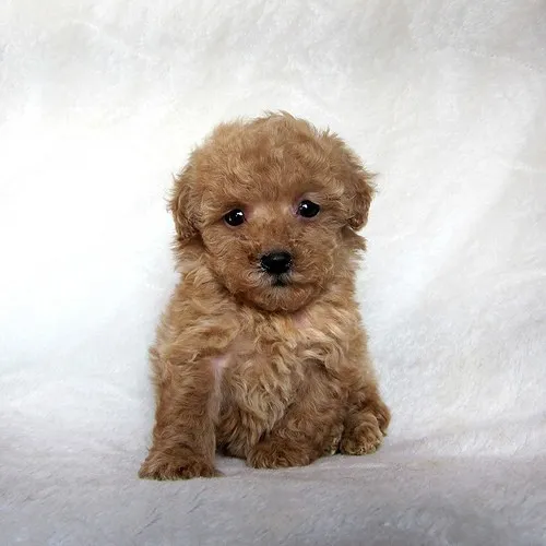 ID：1311-00221の子犬