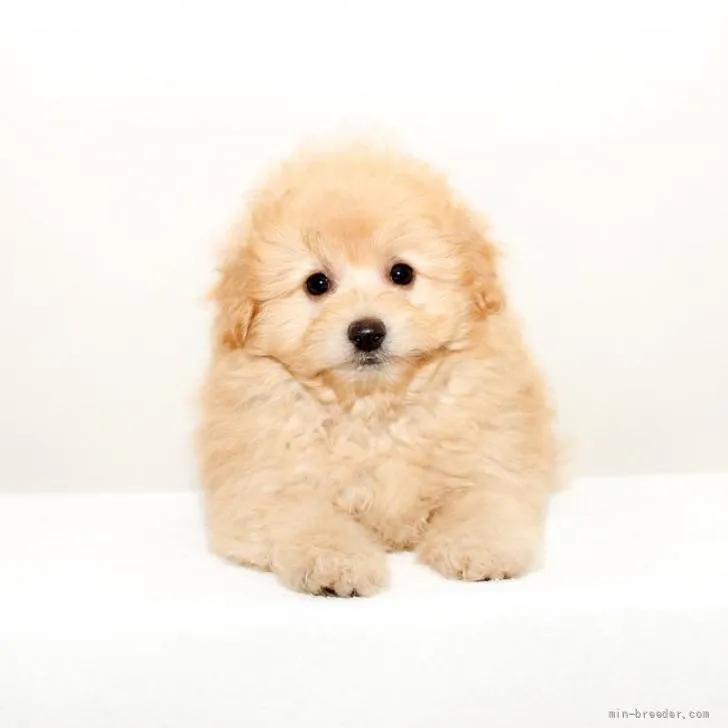 R.N 様のお迎えした子犬