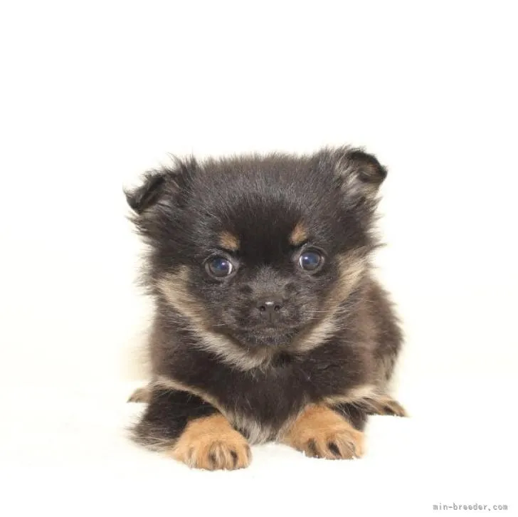 さくら 様のお迎えした子犬