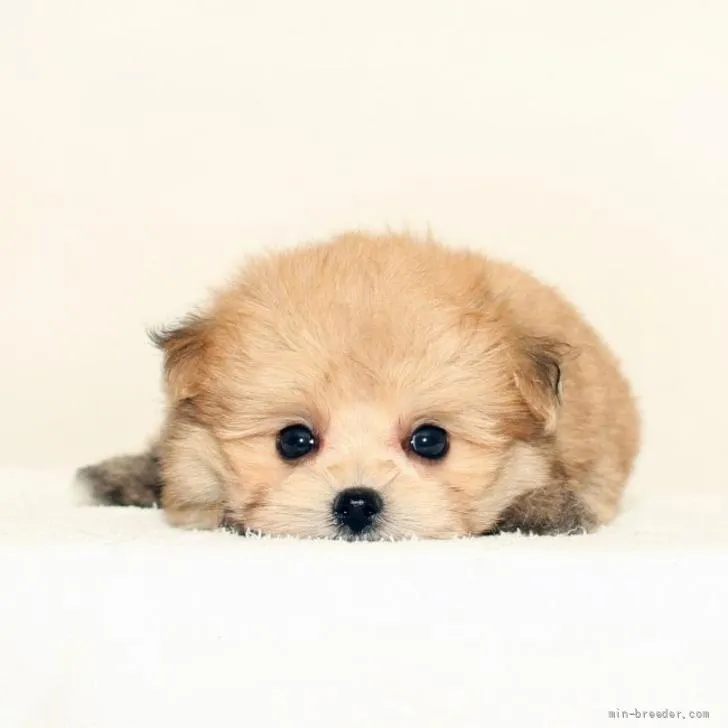 はるりん 様のお迎えした子犬