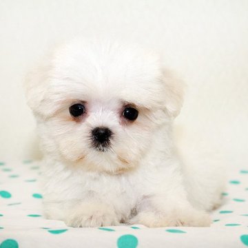 マルチーズ【熊本県・男の子・2015年6月29日・ホワイト】の写真「激可愛い☆彡」