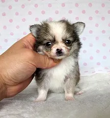 チワワ(ロング)【熊本県・女の子・2012年3月10日・レッド&ホワイト】の写真1