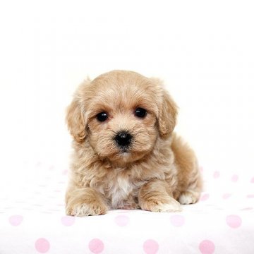 マルプー【熊本県・女の子・2015年4月23日・ベージュ】の写真「可愛いマルプーちゃん☆彡」