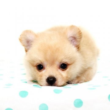 ポメチー【熊本県・男の子・2015年6月28日・クリーム】の写真「ポメチー☆彡ぬいぐるみみたい」