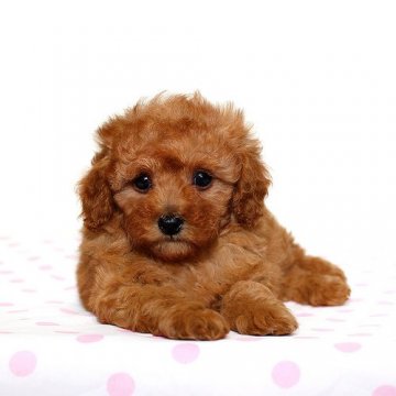 トイプードル(ティーカップ)【熊本県・女の子・2015年4月12日・レッド】の写真「大きな瞳と巻き毛がキュート☆彡」