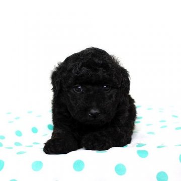 トイプードル(トイ)【熊本県・男の子・2015年4月20日・ブラック】の写真「ブラックのイケメン君」