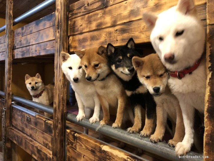 大浜　晃一(おおはま　こういち)ブリーダー(大分県・柴犬など・KCジャパン登録)の紹介写真2