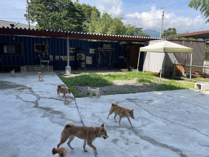 広々運動場で、ストレスフリー｜大浜　晃一(おおはま　こういち)ブリーダー(大分県・柴犬など・KCジャパン登録)の紹介写真4