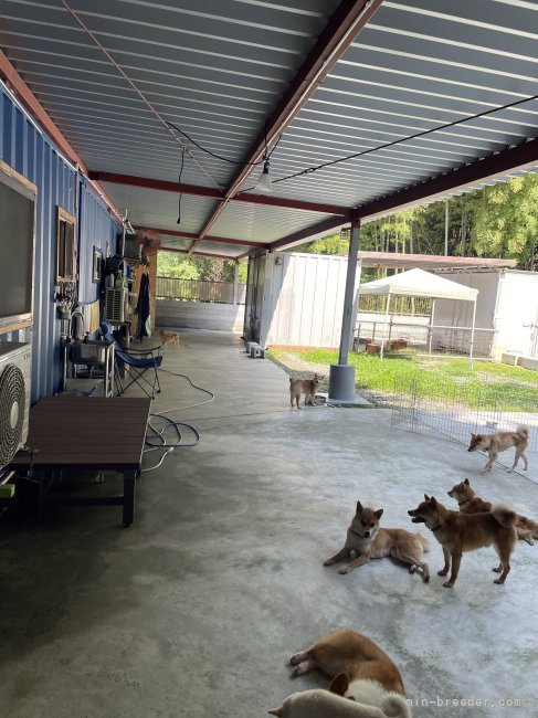 大きなテラスで、雨、猛暑でも、大丈夫、｜大浜　晃一(おおはま　こういち)ブリーダー(大分県・柴犬など・KCジャパン登録)の紹介写真7
