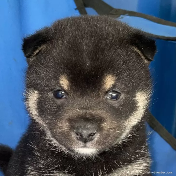 TOMO 様のお迎えした子犬
