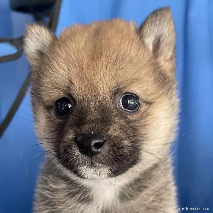 ID:2501-00633の子犬
