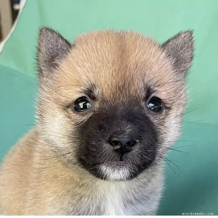 豆柴【大分県・女の子・2025年9月11日・赤】の写真1「10月29日時、体重800g」