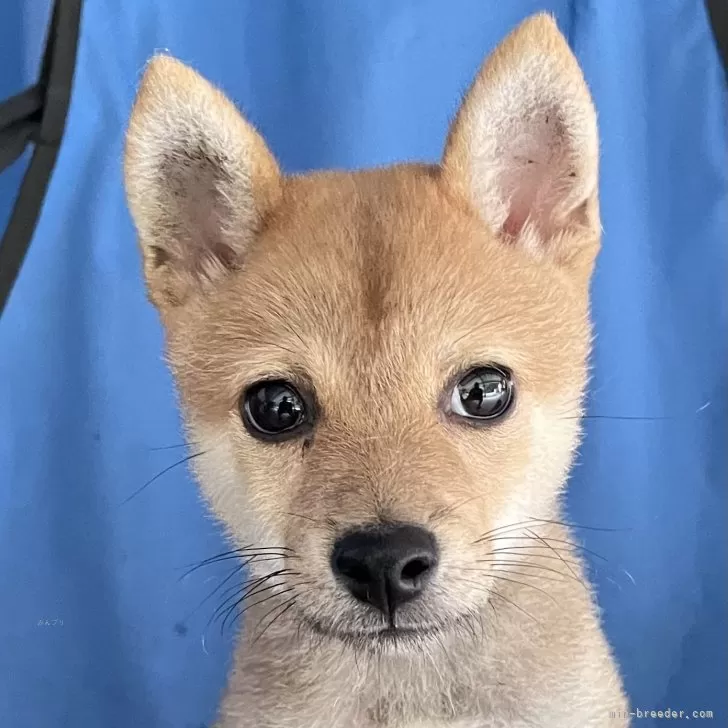 ID:2508-05137の子犬