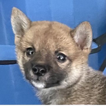 柴犬(豆柴)【大分県・女の子・2025年7月26日・赤】の写真「人なっこい元気な豆柴赤女の子」