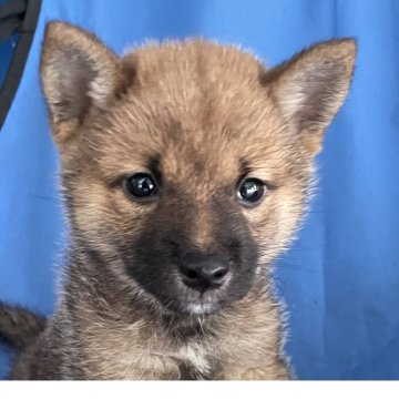 柴犬(豆柴)【大分県・男の子・2025年7月26日・赤】の写真「人なっこく元気な可愛い豆柴男の子🅱️」