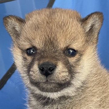 柴犬(豆柴)【大分県・女の子・2024年12月13日・赤】の写真「クールで可愛い豆柴女の子」