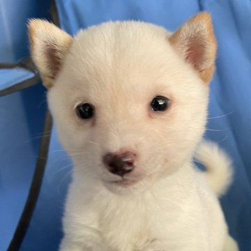 豆柴【大分県・男の子・2025年9月11日・白】の写真「白毛の可愛い豆柴男の子」