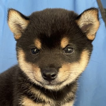 柴犬(豆柴)【大分県・男の子・2025年5月10日・黒】の写真「黒赤白の配色バッチリ、最高に可愛い豆柴男の子」